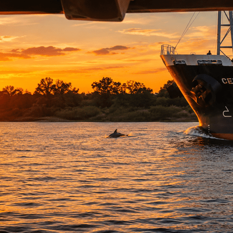 Ship on water at sunset with dolphin fin visible.