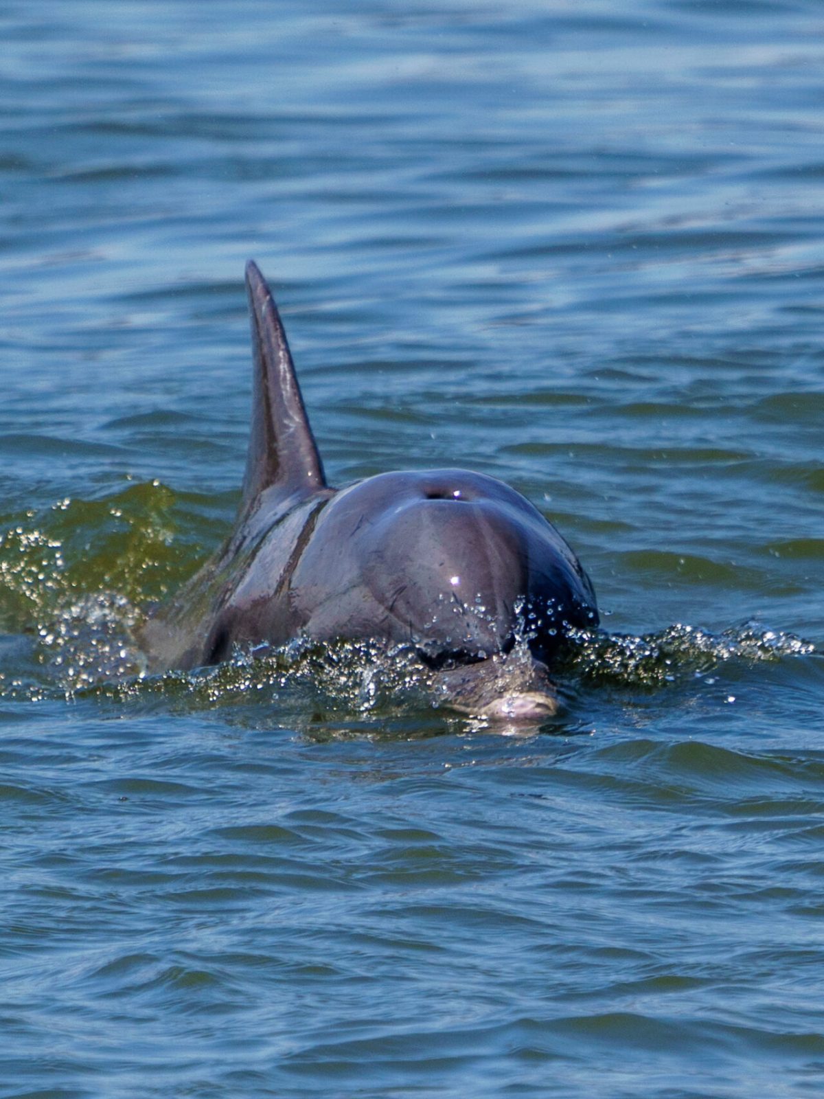 a dolphin swimming in the water