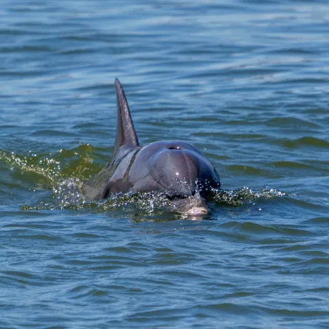 a dolphin swimming in the water