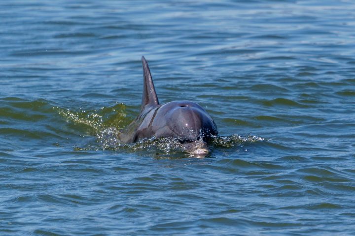 a dolphin swimming in the water