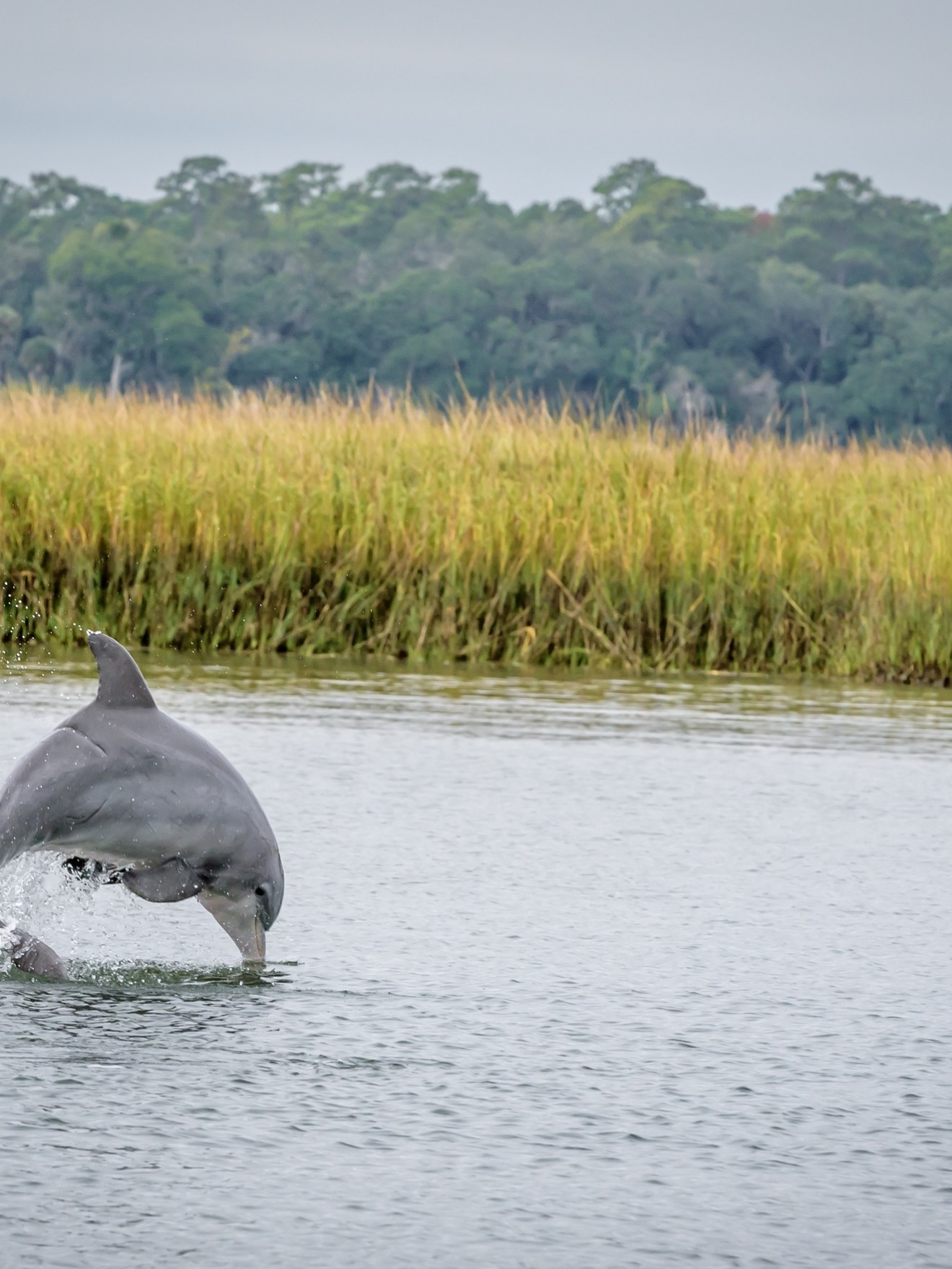 a dolphin jumping out of the water