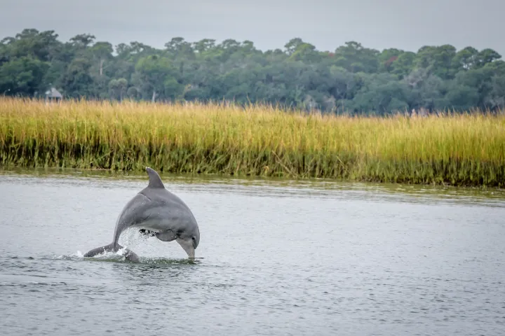 a dolphin jumping out of the water