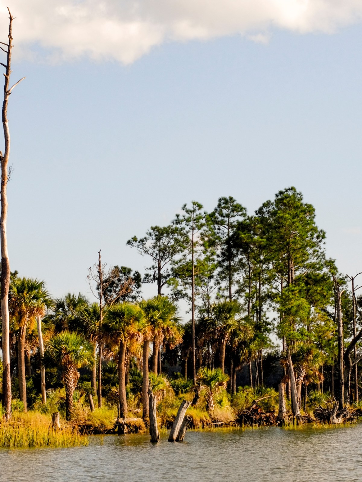 a group of trees next to a body of water