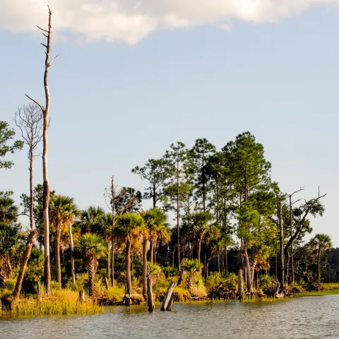 a group of trees next to a body of water