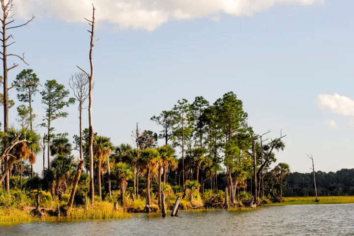 a group of trees next to a body of water