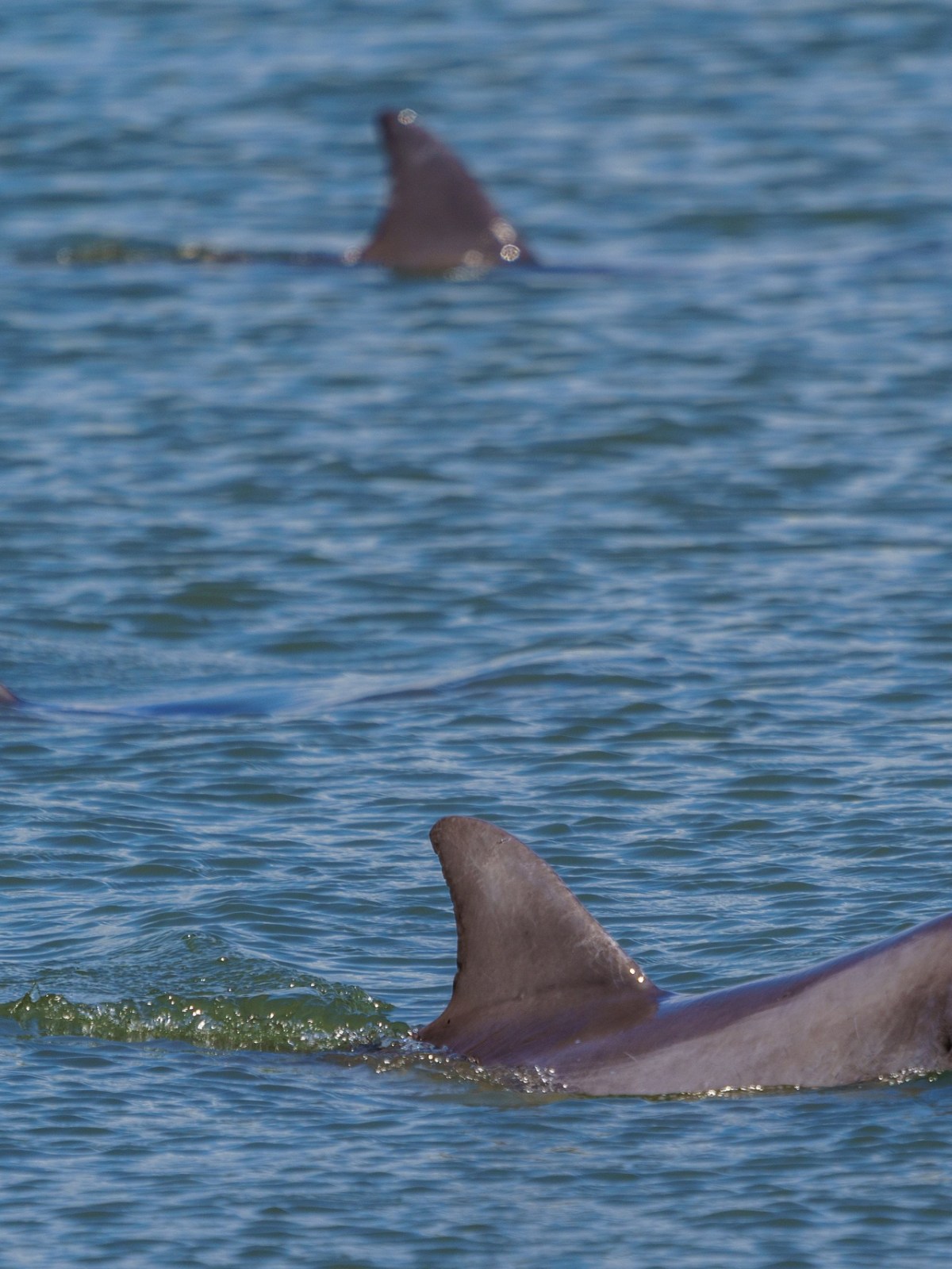 three dolphins swimming in a body of water