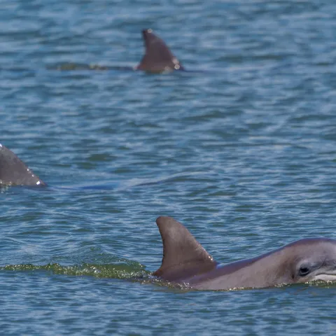 three dolphins swimming in a body of water