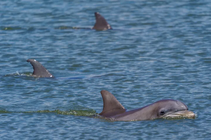 three dolphins swimming in a body of water