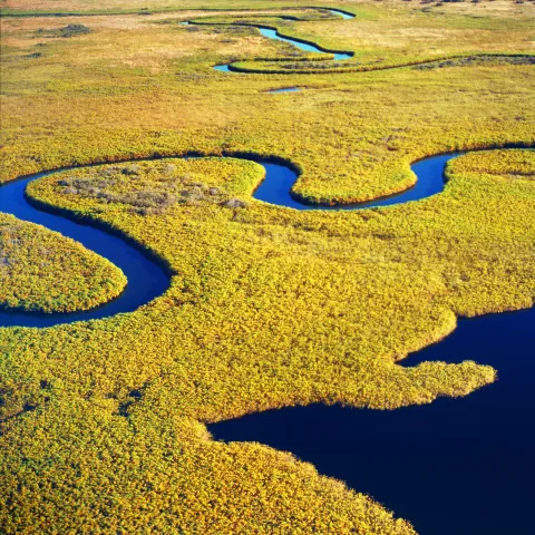 a marsh in Savannah, Georgia