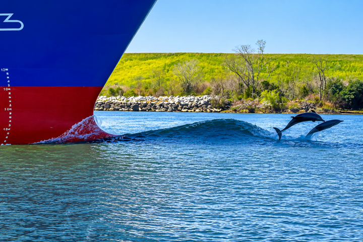 Two dolphins jumping near a large ship's bow in a calm river.