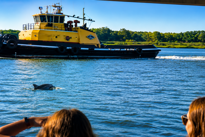 Two people watch a dolphin near a passing yellow tugboat on a sunny day.
