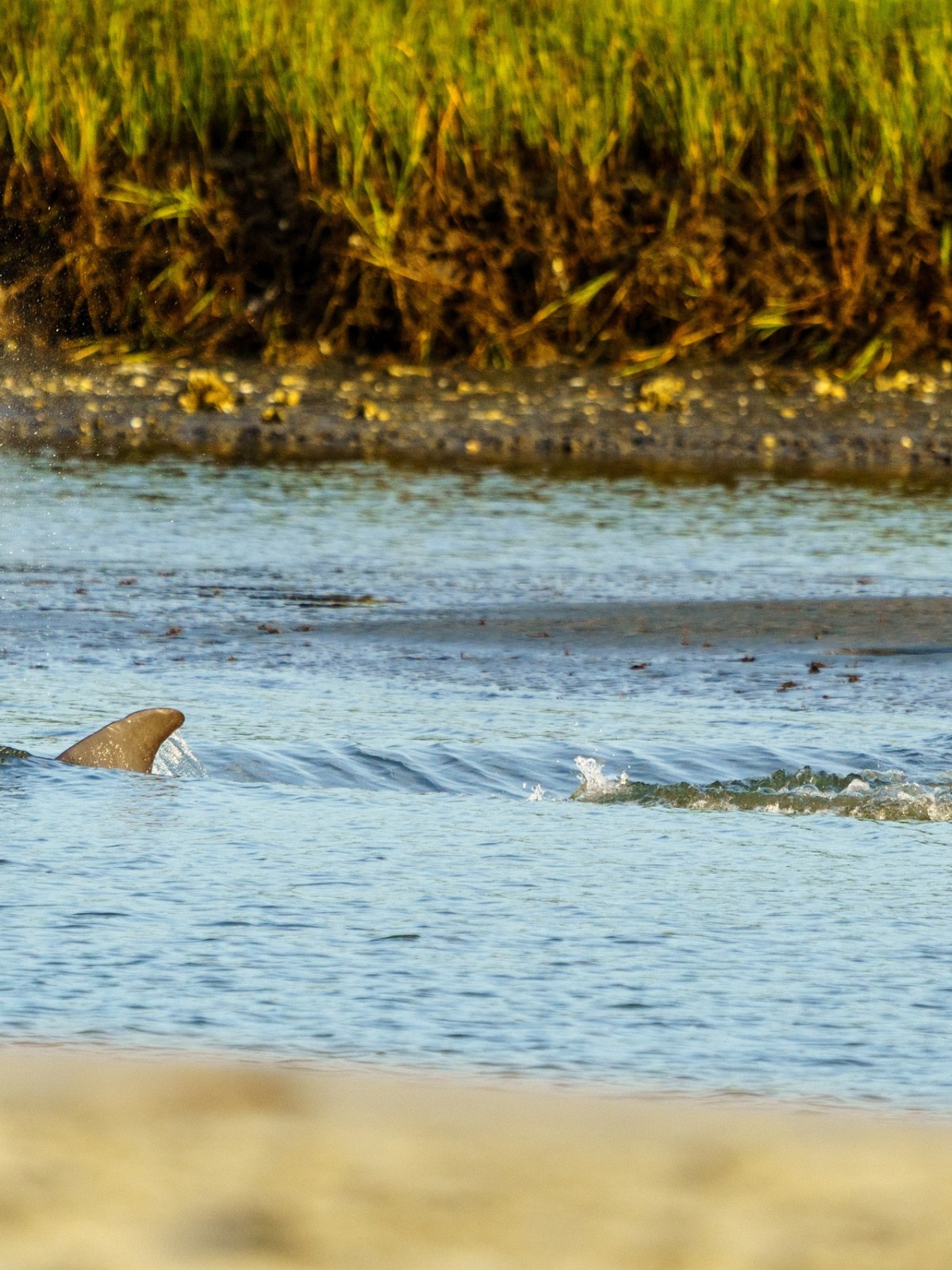 a dolphin swimming through the water