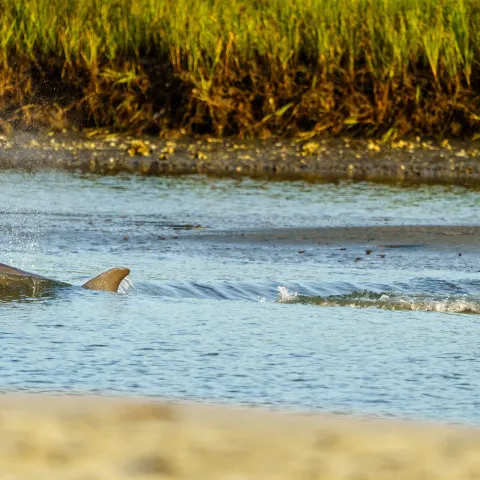 a dolphin swimming through the water