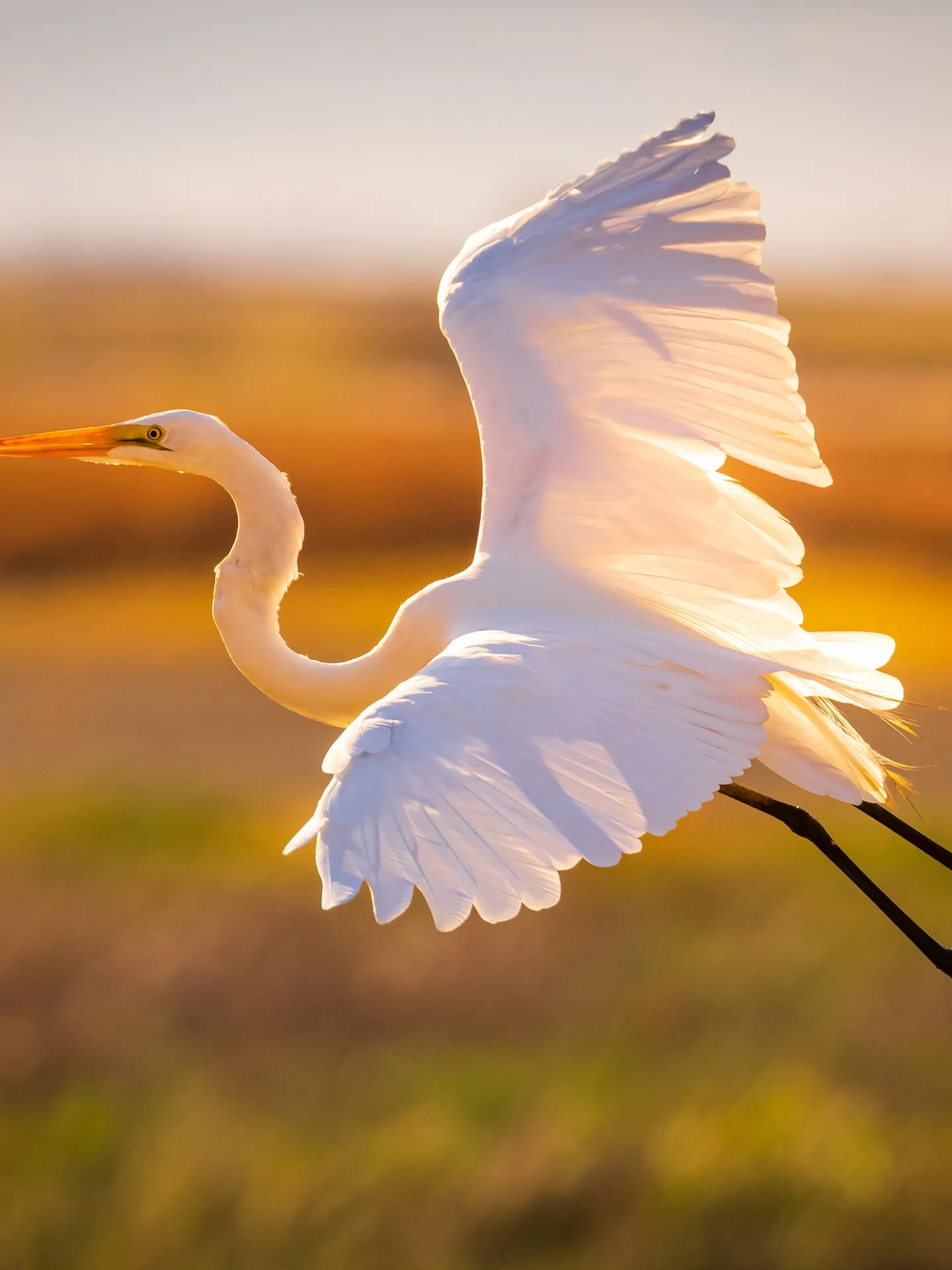 a bird flying in the sky