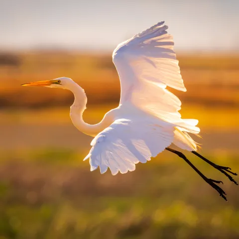a bird flying in the sky