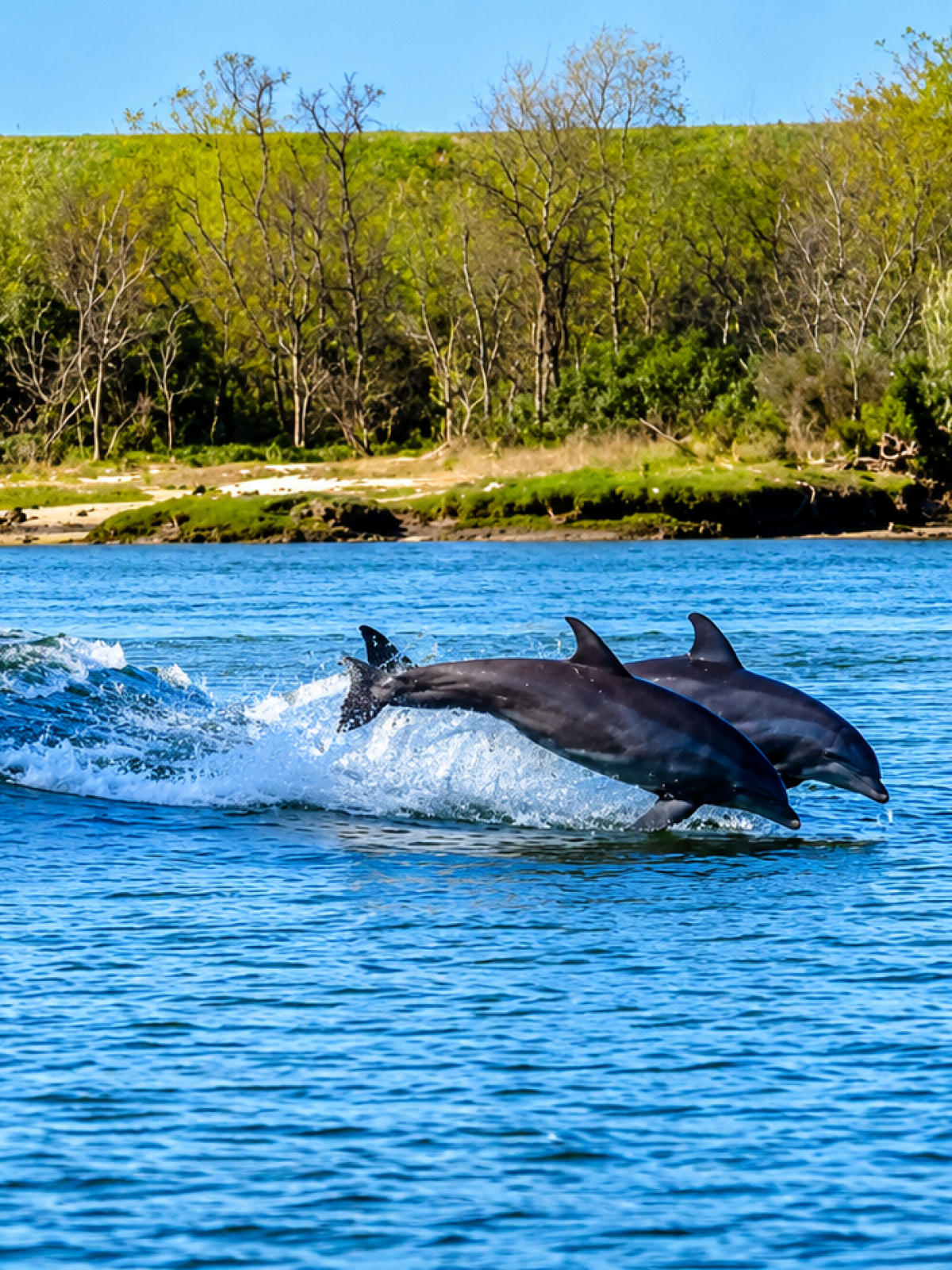 Two dolphins leaping over waves near a grassy shoreline.