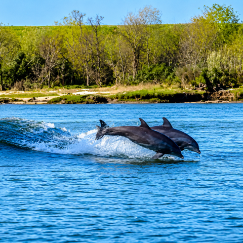 Two dolphins leaping over waves near a grassy shoreline.