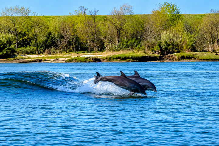 Two dolphins leaping over waves near a grassy shoreline.